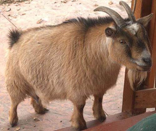 在Linux 系统下怎么用Krita软件对照片进行编辑?Krita的使用方法